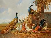 unknow artist Albertus Verhoesen: Peacocks and chickens Germany oil painting artist